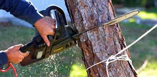 Best Root Management and Removal  in Mount Carmel, TN