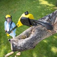 Reliable Mount Carmel, TN Tree Care Solutions