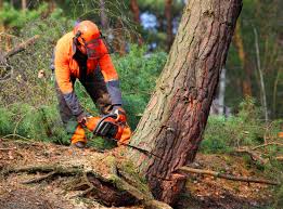 How Our Tree Care Process Works  in  Mount Carmel, TN