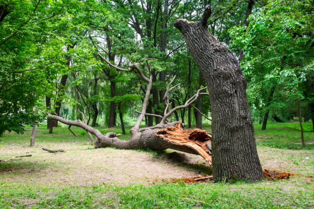 Best Arborist Consultation Services  in Mount Carmel, TN