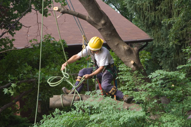 Leaf Removal in Mount Carmel, TN