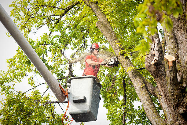 Best Tree Mulching  in Mount Carmel, TN