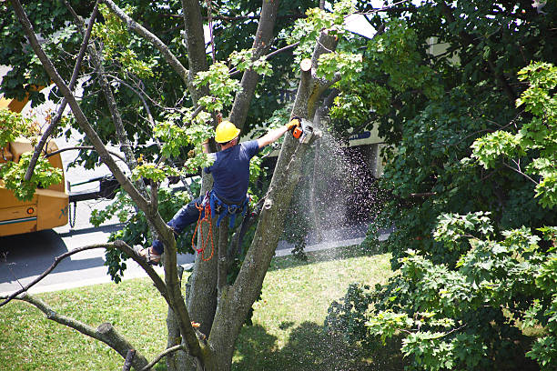 Best Tree Health Inspection  in Mount Carmel, TN